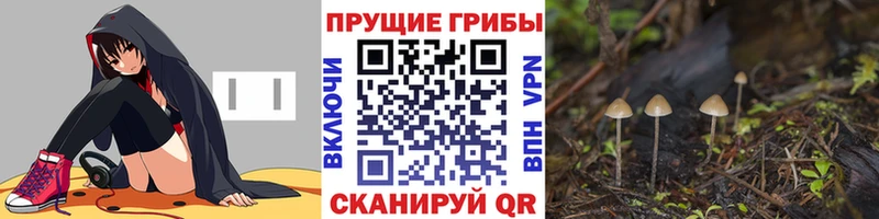 наркота  Снежногорск  Галлюциногенные грибы MAGIC MUSHROOMS 